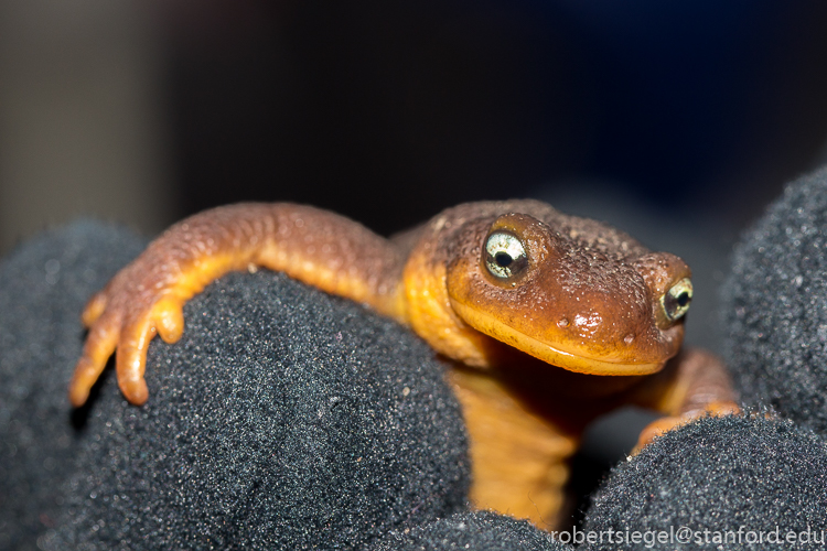 California newt